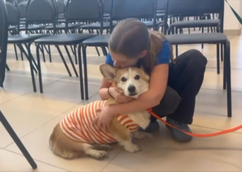 Семьи офицеров военного следственного отдела по Балашихинскому гарнизону в составе добровольческого волонтерского движения Корги отряд “Маруся и друзья” организовали трогательное  событие.